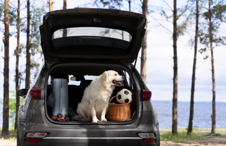 Viajar com Cães em Portugal: Melhores Destinos e Dicas Práticas